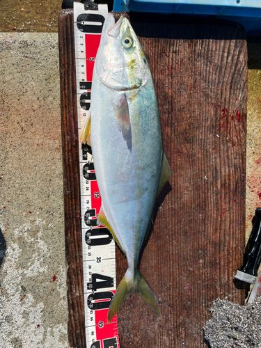 ハマチの釣果