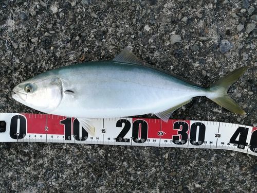 イナダの釣果
