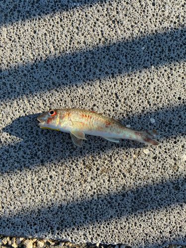 ヒメジの釣果