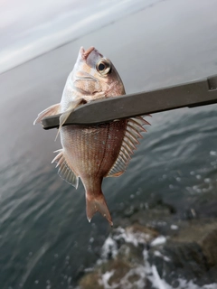 チャリコの釣果