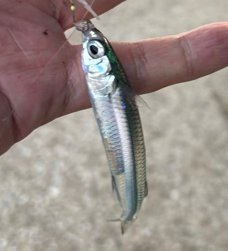 トウゴロウイワシの釣果