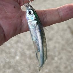 トウゴロウイワシ