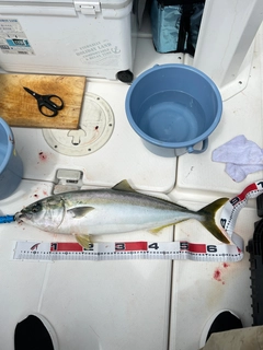 ワラサの釣果