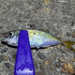 アジ