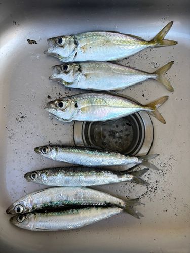 アジの釣果