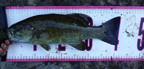 スモールマウスバスの釣果
