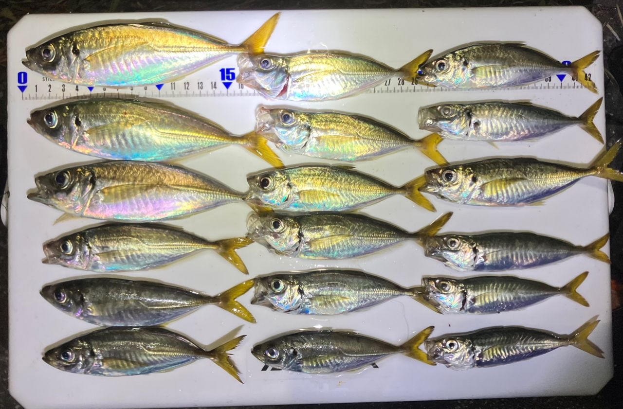 アジ