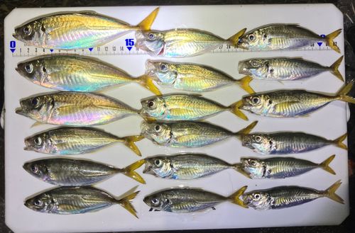 アジの釣果