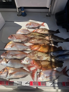 マダイの釣果