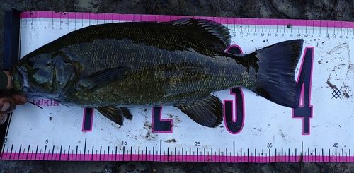 スモールマウスバスの釣果