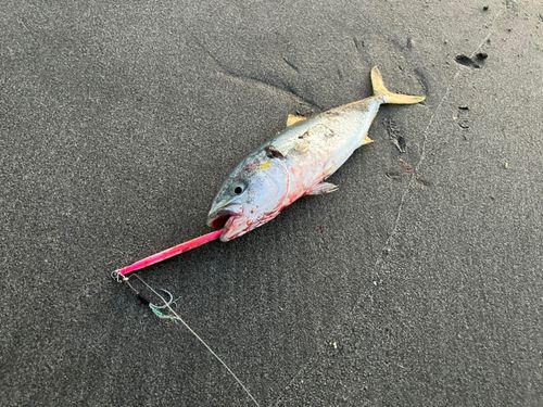 ツバスの釣果