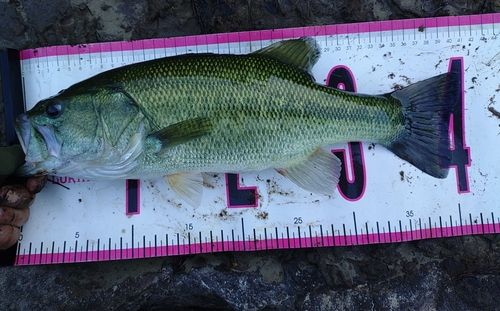 スモールマウスバスの釣果