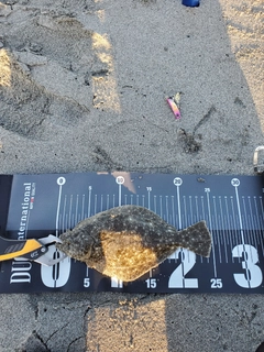 ソゲの釣果