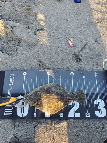 ソゲの釣果