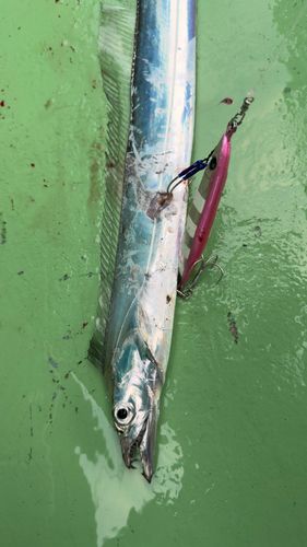 タチウオの釣果