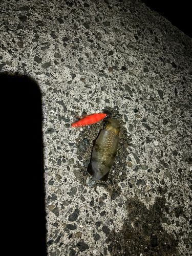 釣姫漁港