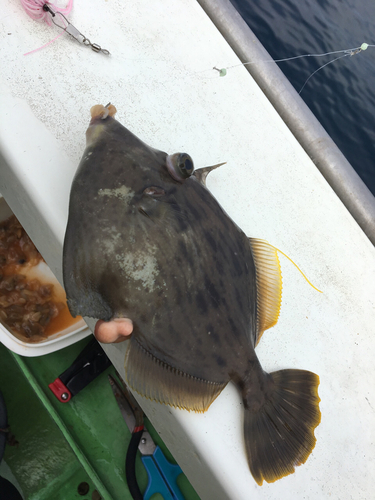 カワハギの釣果