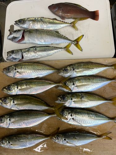 アジの釣果