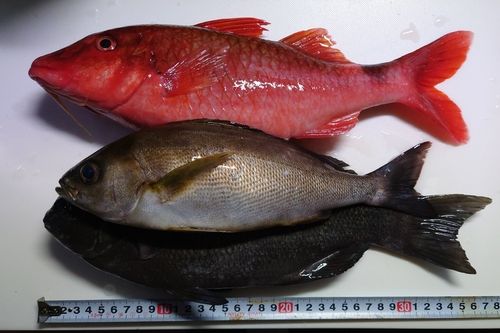 ホウライヒメジの釣果