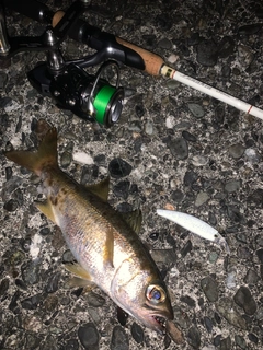 ムツの釣果
