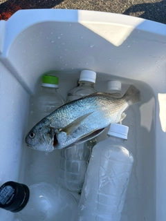 釣果