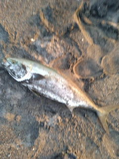 ワラサの釣果