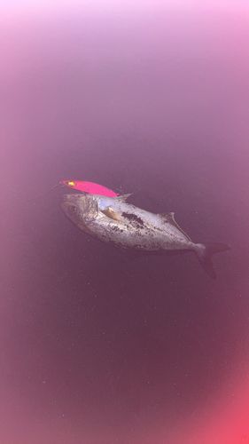 ショゴの釣果