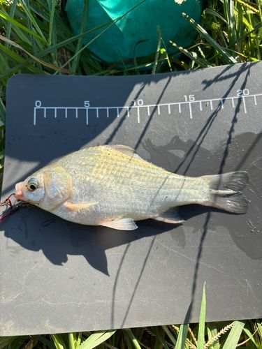 ヘラブナの釣果