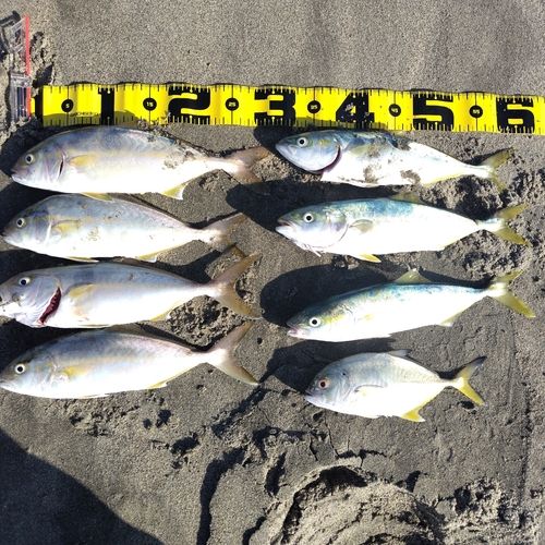 ショゴの釣果