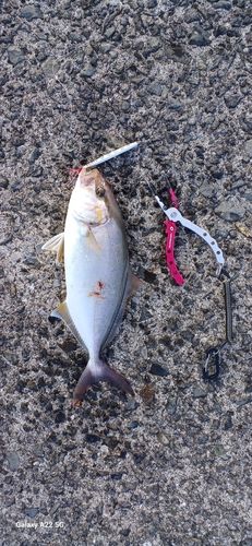 ネリゴの釣果