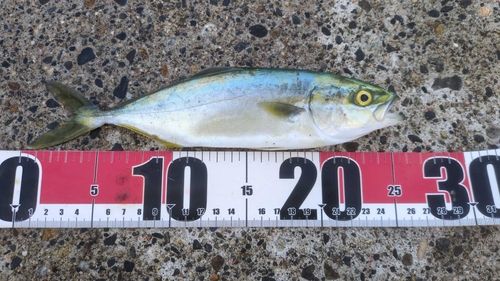 シオの釣果