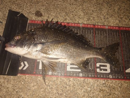 クロダイの釣果