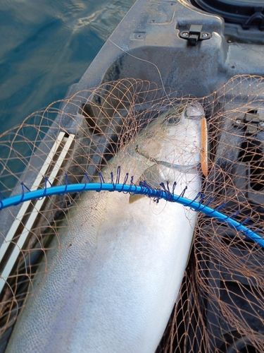ヒラマサの釣果