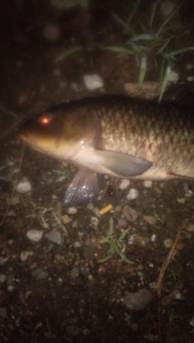 コイの釣果