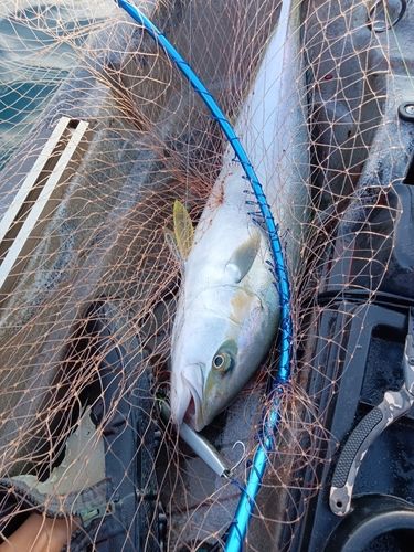 ヒラマサの釣果