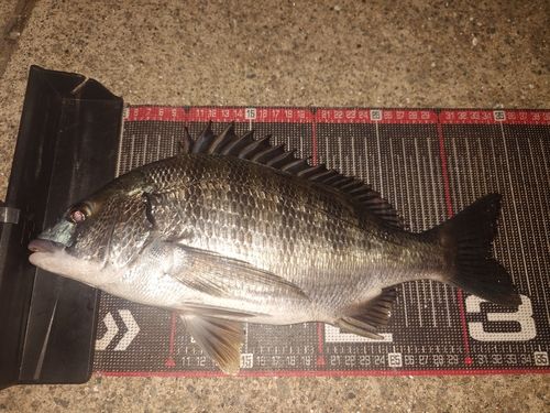 クロダイの釣果