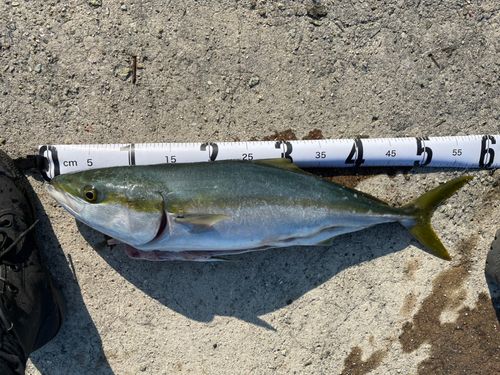 ハマチの釣果
