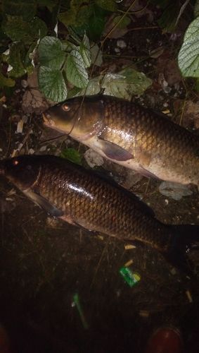 コイの釣果