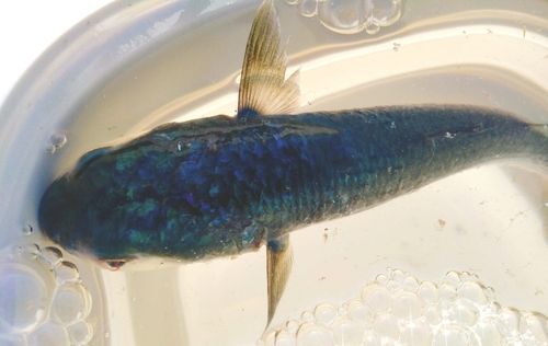 ボラの釣果