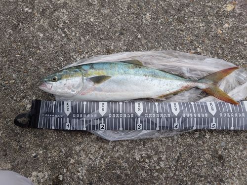 イナダの釣果