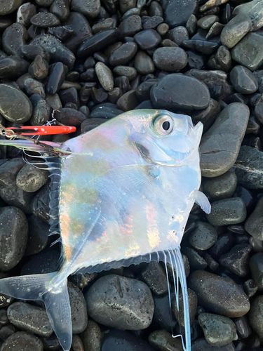 イトヒキアジの釣果