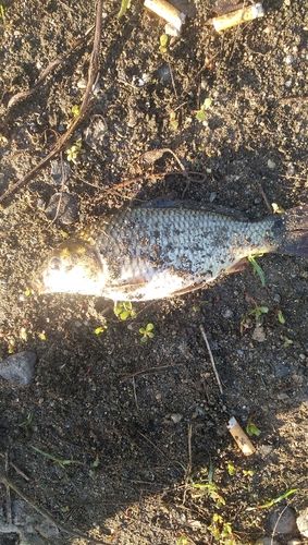 コイの釣果