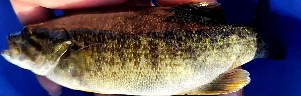 スモールマウスバス