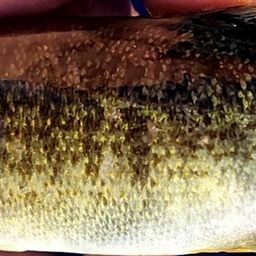 スモールマウスバス