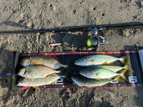 ショゴの釣果