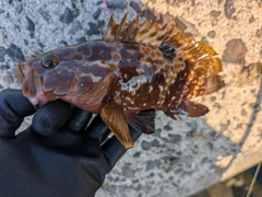 キジハタの釣果