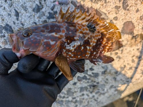 キジハタの釣果