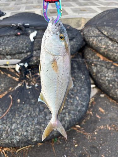 ショゴの釣果