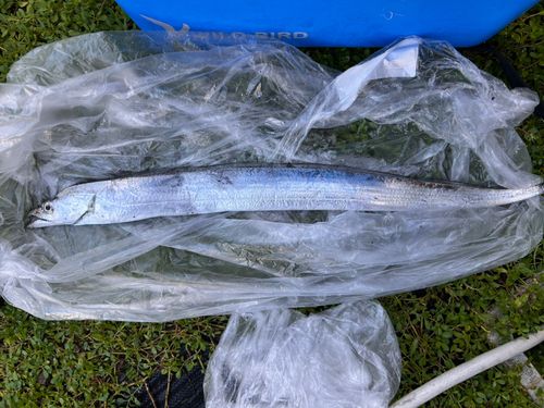 タチウオの釣果