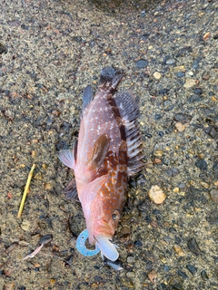 キジハタの釣果